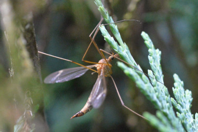 Tipula lunata (v)