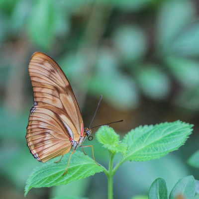 20160221_50  Butterfly, Bee & Dragonfly.jpg