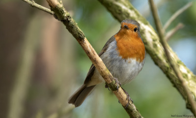 Roodborst   Onderste Caumer Heerlen.  april 2021