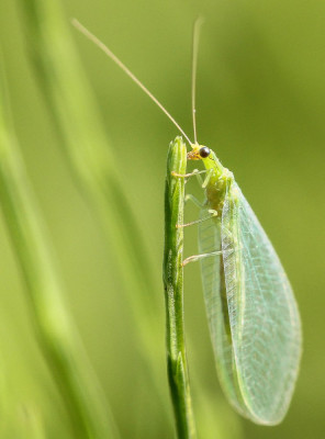 20150828_52 Goudoogje Insecten, Macro, Vlinders en overige insecten,  Insecten.jpg