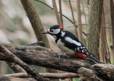 20121230_135 WANDELEN EN FOTOGRAFEREN.jpg