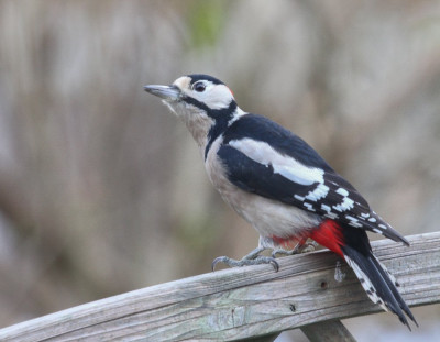 20151121_45 Echte vogelvrienden.jpg