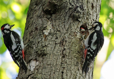 20120602_71l Vogelaars natuur & vogelfotografie, Flora & Fauna in Nederland, Echte Vogelvrienden.jpg