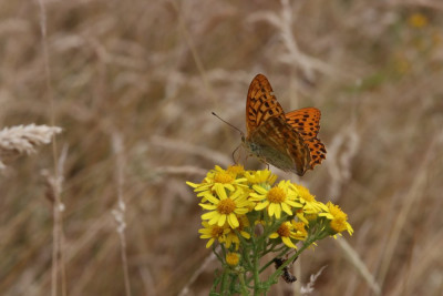 mannetje, onderkant