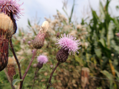 Akkerdistel