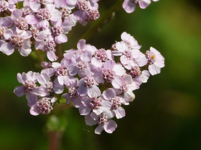 Duizendblad