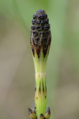 Lidrus
