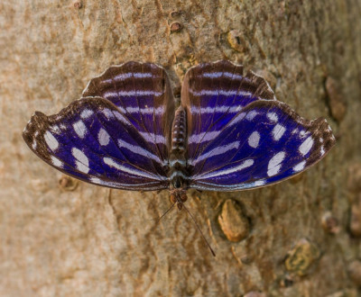 ADH_1515 Butterflying Around the World.jpg