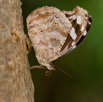 ADH_1513 Butterflying Around the World.jpg