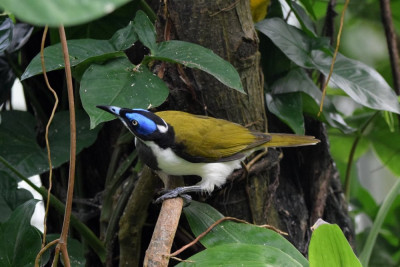Blauwwanghoningeter