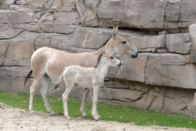 Onager