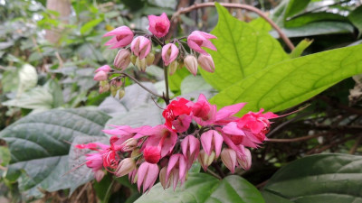 Clerodendrum thomsoniae