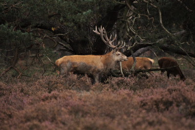 bok, 2017, hoge veluwe