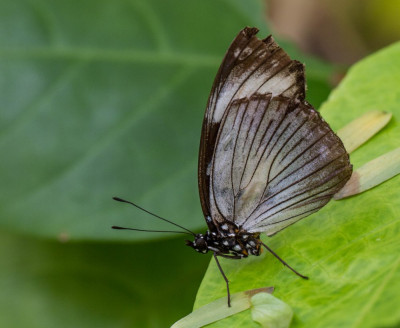 ADH_1602 Hypolimnas anthedon, Butterflying Around the World.jpg