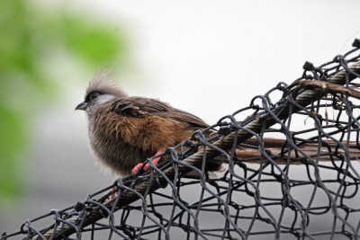 Bruine muisvogel