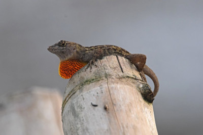 Anolis