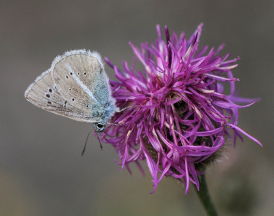 IMGL8369  Zwiterland,  Vlinders en overige insecten.jpg