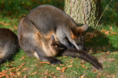 Moeraswallaby