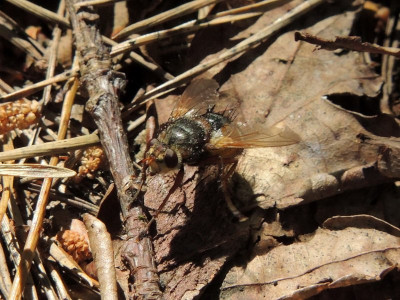 Tachina fera/magnicornis