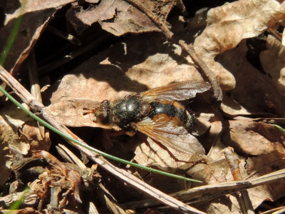 Tachina fera/magnicornis