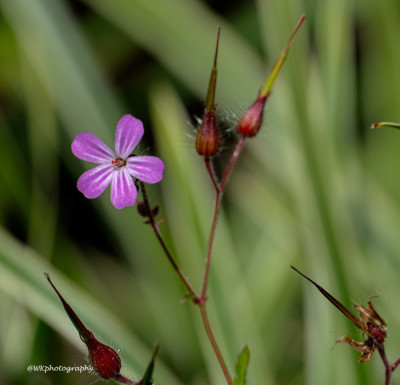 DSC01676vkl.jpg