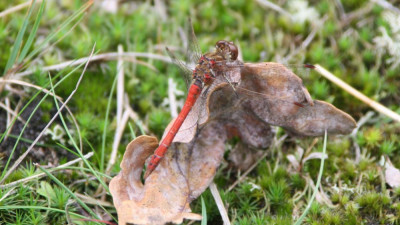 Sympetrum striolatum, Bruinrode heidelibel 09-09-2011.jpg