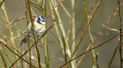 Pimpelmees   Onderste Caumer Heerlen   8 april 2021