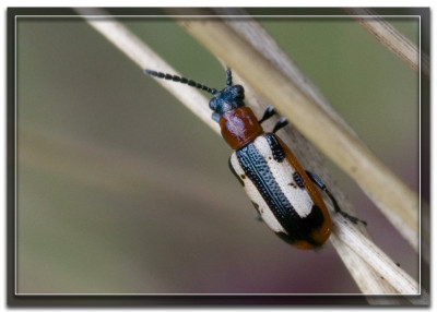 Aspergehaantje 170814-01.jpg