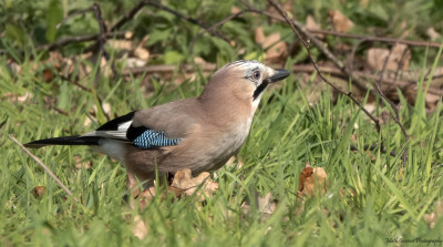 Gaai  Hoogveld/Heerlerbaan   8 april 2021