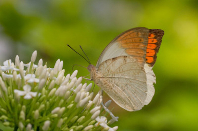ADH_1856 Hebomoia glaucippe  Butterfly, Bee & Dragonfly.jpg