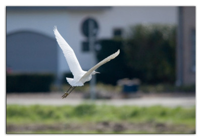 Kleine zilverreiger 230315-03 kopie.jpg