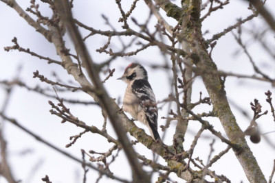 Kleine bonte specht ♂