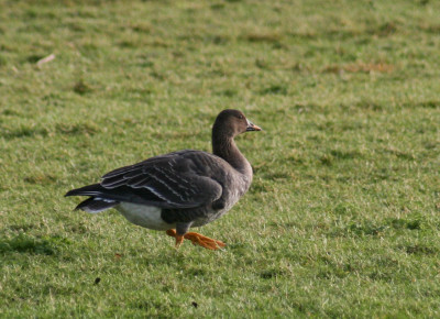 Toendrarietgans 1 jan 2021 Schiermonnikoog