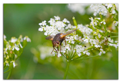 Tachina fera-magnicornis 160603-1 kopie.jpg