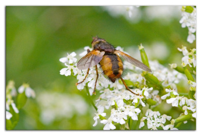 Tachina fera-magnicornis 160603-2 kopie.jpg