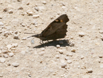 IMG_4580 snuitvlinder.jpg