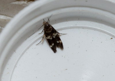A _002Basterdwederikpeulmot 200719-2 kopie.JPG