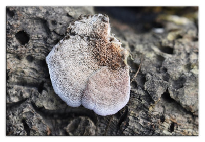 Trichaptum biforme 221019-3 kopie.jpg