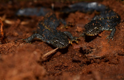 sized_Alpenwatersalamander.JPG