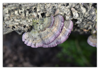 Trichaptum biforme 221019-1 kopie.jpg