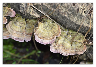 Trichaptum biforme 221019-2 kopie.jpg