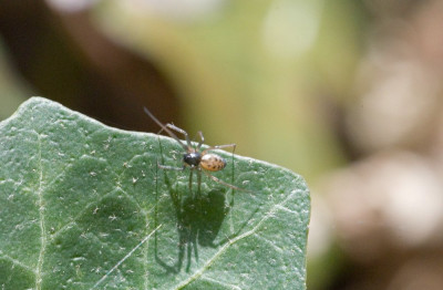 Hangmatspin (Wevertje) onbekend 230317-02 kopie.jpg