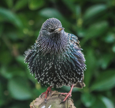 20150111_244 Flora & Fauna Vogelvrienden.jpg