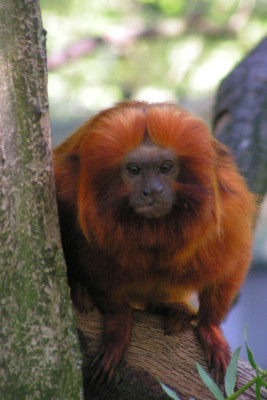 Leontopithecus rosalia, Gouden leeuwaapje 15-08-2009 (2).jpg