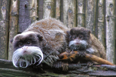 Saguinus imperator, Keizertamarin 15-8-2009 (2).jpg