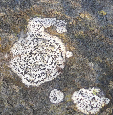 Bleek landkaartmos - Dashorstdijk 060123 (37).JPG