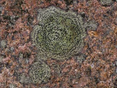 Donker landkaartmos - Zanderij Crailo 140222 (2).JPG