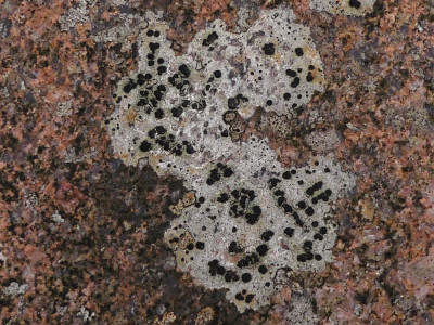 Kleine blauwkorst - Zanderij Crailo 250222 (1).JPG