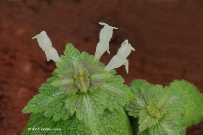 Lamium-043559.JPG