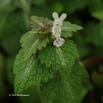 Lamium-043572.JPG